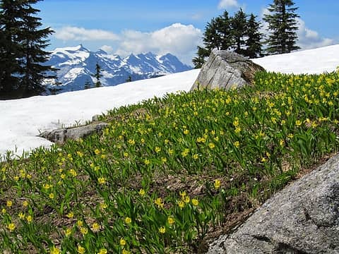 Glacier lilies on West Cady Ridge