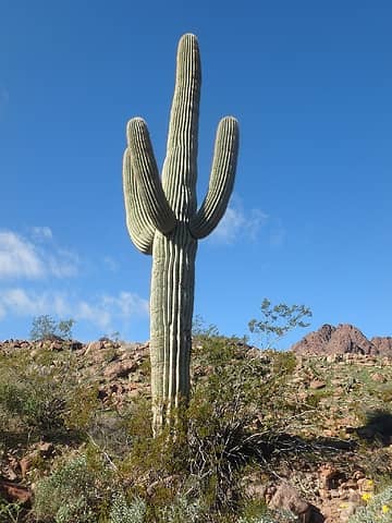 Huge Saguaro