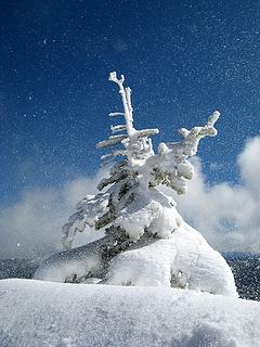 Windblown snow & rimed little tree