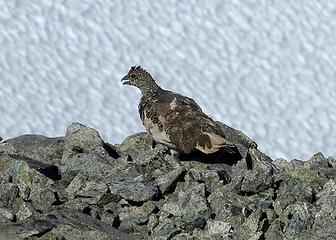 Ptarmigan somewhat ruffled after being chased by photographers