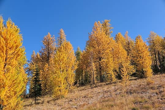 larches along the trail
