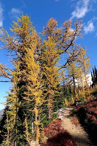Some bigger larches nearing the saddle