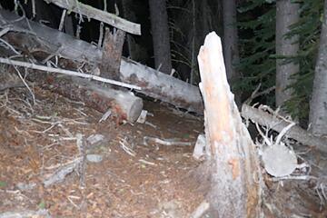 downed trees at night