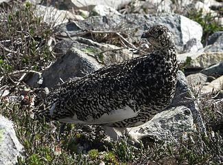 Ptarmigan near camp, letting us get close so its chicks can run away and hide