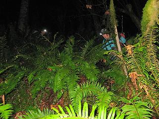 Nighttime descent of the ferns