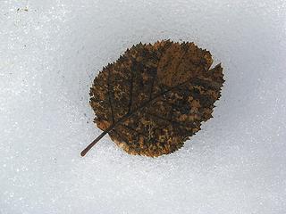 Leaf in the snow