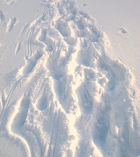 Crampon tracks in the snow