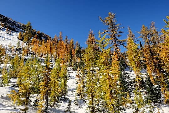 Larches of all sizes and colors