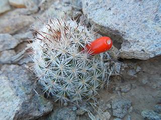 tiny cactus with fruit