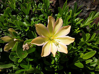 Tweedy's lewisia (endemic)
