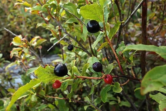 These huckleberries, along with perfect alpine blueberries along the PCT, really slowed me down