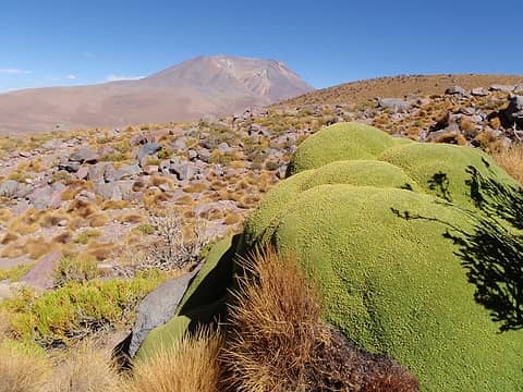 Cerro Caquella and Yareta