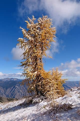 one more bigger larch with snow
