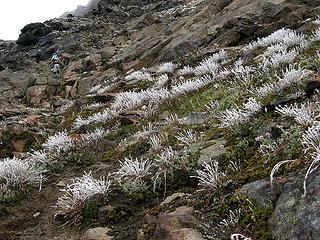 Ghost grass and rocks below Luahna summit