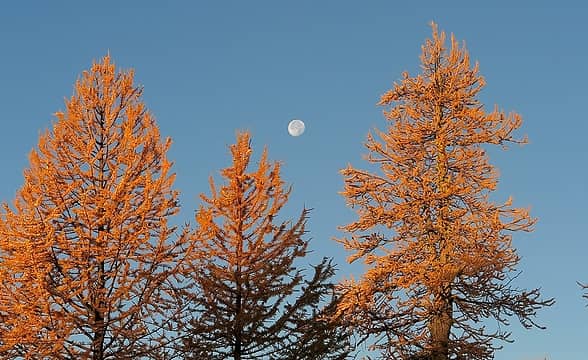 Moon behind the first light on the trees