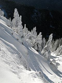 Trees below the west side of the summit