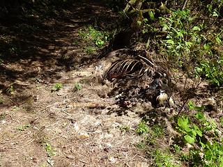 A still stinky and fly-covered carcass, presumably an elk