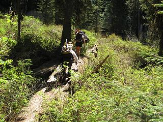 Log overpass through some brush