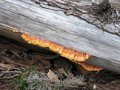 Fungal growth on a log above Opal Lake.