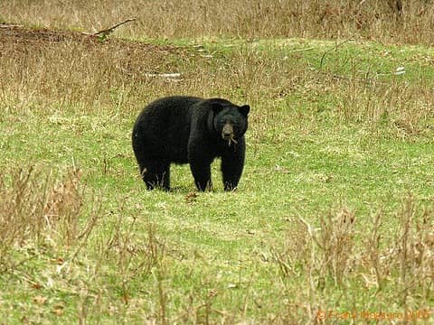 bear grazing on spring forage