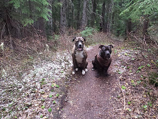 Dogs on Trail 1058
