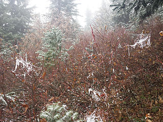 Blueberry webs. This is what much of the off trail looked like