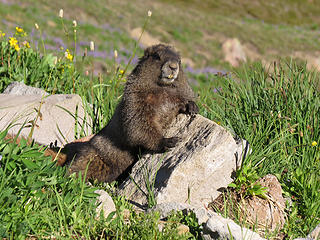 Playboy marmot pose