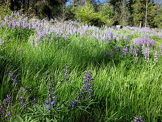 Lupine, lupine, and still more lupine
