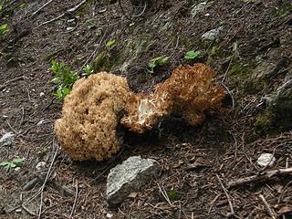Interesting Fungus