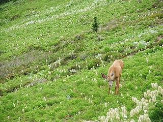Deer at Cloudy Pass