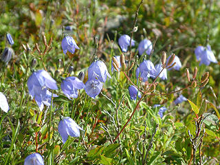 Harebells on route to Fricaba Pass