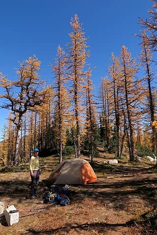Tall larches and blue skies back at camp