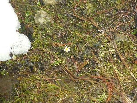First spring flower in the snow