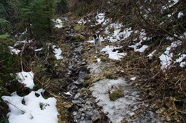 Jasper on the icy trail