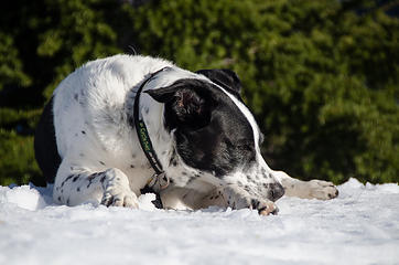 The Snow Pig takes a Cat Nap on Dog Mountain