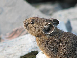Close encounters with a pika