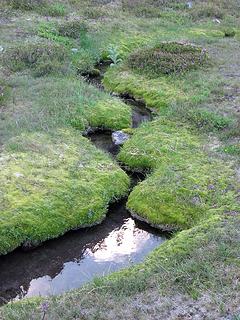 Mossy waterway