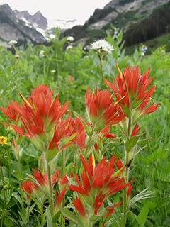 Paintbrush in Spider Meadow