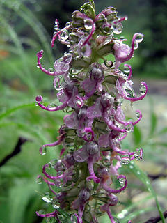 Elephants head (Pedicularis greonlandica) dripping from an overnight rain in Spider Meadow of the Cascade mountains.