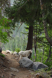 Goat in trail