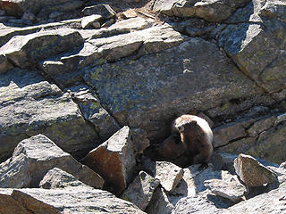 Marmot Bidding Farewell On Northwest Shoulder Of Ruby Mtn
