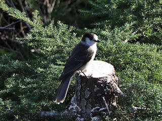Bird on a stump.