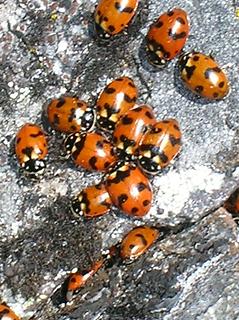 Ladybugs at the top of Big Craggy