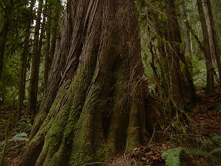 A large cedar.