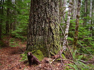 A big Doug fir.