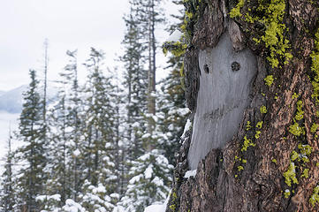The trees have eyes