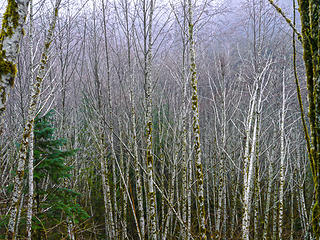 Trees Sitka Spruce  to CCC WA 2/1/14