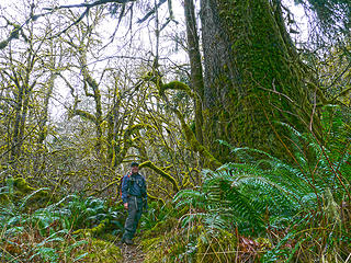 Me and big Spruce. 
Sitka Spruce  to CCC WA 2/1/14