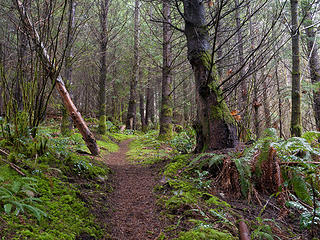 Climbing Sitka Spruce Trail 
Sitka Spruce  to CCC WA 2/1/14