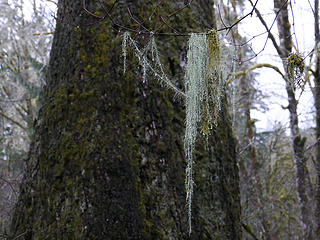 Dripping moss. 
Sitka Spruce  to CCC WA 2/1/14